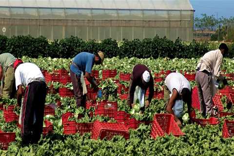 Addressing Labor Shortages: Strategies Used by Farmers in Waxhaw, North Carolina