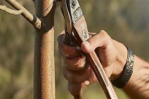 The Importance of Trimming and Pruning Young Trees: A Comprehensive Guide