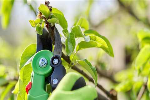 Essential Techniques for Trimming and Pruning Fruit Trees: A Comprehensive Guide