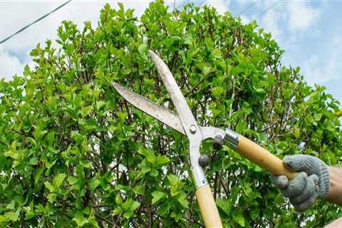 Essential Signs Your Tree Needs Trimming or Pruning