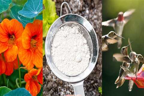 Effective Methods for Sustainable Pest Control in Your Garden