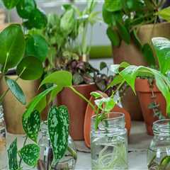Mastering Indoor Plant Propagation: A Complete Guide to Thriving Houseplants