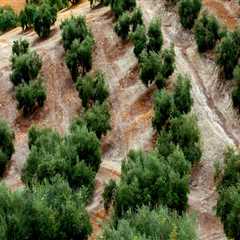 Exploring the Advantages of Organic Methods in Tree Management