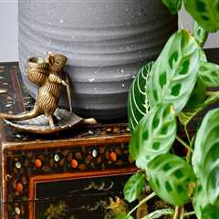 Understanding Sunlight Needs for Indoor Plants