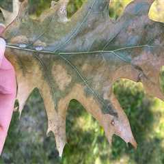 Understanding Common Tree Diseases and Effective Management Strategies
