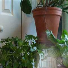 Effective Strategies to Boost Humidity for Thriving Indoor Plants