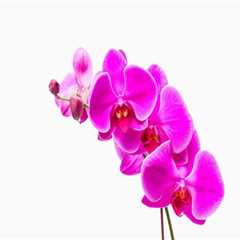 Understanding Sunlight Needs for Orchids: Essential Care Tips