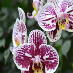 Choosing the Right Fertilizer for Your Orchids: Specialized vs. General Options