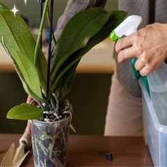 Essential Orchid Care Tips for Protecting Your Plants from Extreme Temperatures