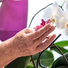 Choosing the Right Pot for Your Orchid: Essential Tips for Successful Orchid Care