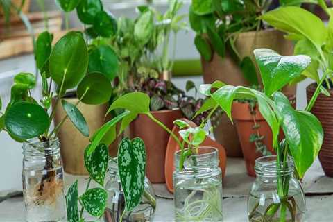 Mastering Indoor Plant Propagation: A Complete Guide to Thriving Houseplants