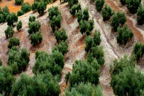 Exploring the Advantages of Organic Methods in Tree Management