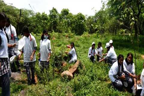 The Vital Role of Tree Management in Enhancing Community Health and Well-Being