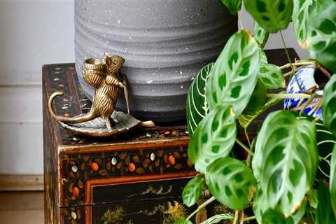 Understanding Sunlight Needs for Indoor Plants