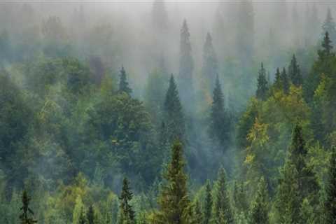 The Impact of Tree Management on Air Quality Improvement