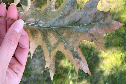 Understanding Common Tree Diseases and Effective Management Strategies