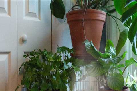 Effective Strategies to Boost Humidity for Thriving Indoor Plants
