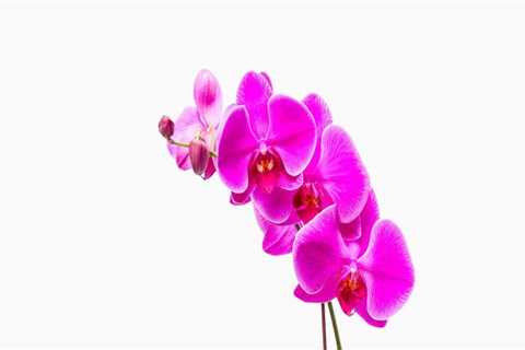 Understanding Sunlight Needs for Orchids: Essential Care Tips