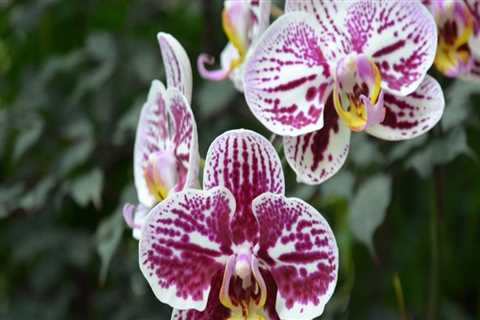 Choosing the Right Fertilizer for Your Orchids: Specialized vs. General Options