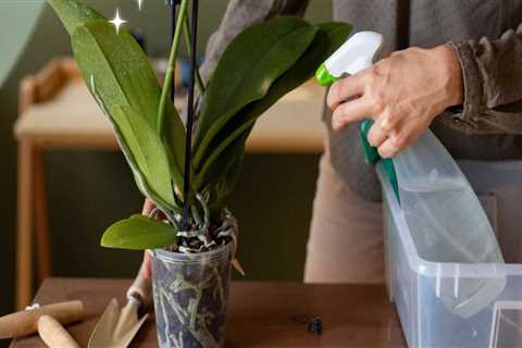 Essential Orchid Care Tips for Protecting Your Plants from Extreme Temperatures