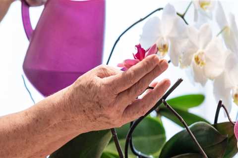 Choosing the Right Pot for Your Orchid: Essential Tips for Successful Orchid Care