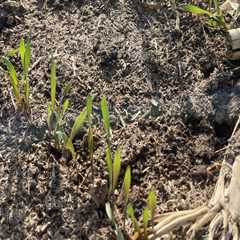 The Impact of Cover Crops on Soil Moisture and Water Retention for Enhanced Soil Fertility
