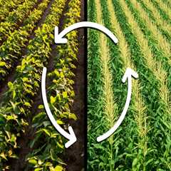 Enhancing Soil Fertility Through Effective Crop Rotation Practices