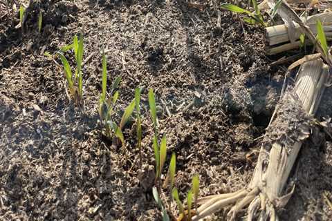 The Impact of Cover Crops on Soil Moisture and Water Retention for Enhanced Soil Fertility