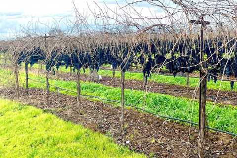 Understanding the Challenges Faced by Grape Farmers in the U.S.