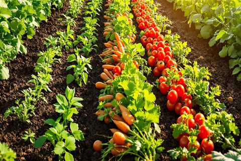 Effective Strategies for Preventing Disease Spread in Your Garden