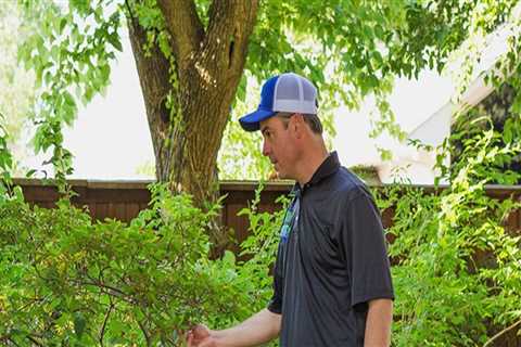 Assessing the Health of Tree Branches: Save or Remove?