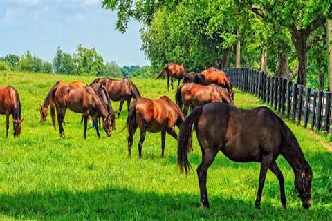 Effective Strategies for Monitoring and Tracking Pasture Health Over Time