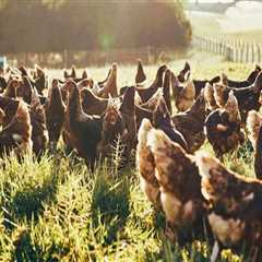 Sustainable Practices in Animal Husbandry: A Path to Responsible Farming