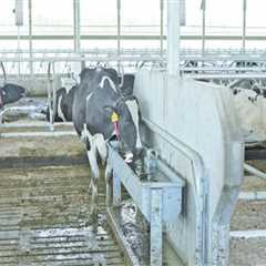 Ensuring Clean Water Access for Dairy Cows: Best Practices in Dairy Farming