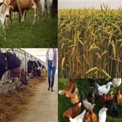Exploring the Interconnection Between Agriculture and Animal Husbandry