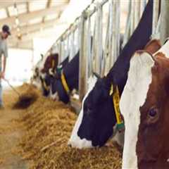 The Role of Animal Husbandry in Meat Production