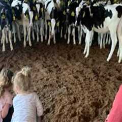 Debunking Myths: Understanding Dairy Farming and Its Realities
