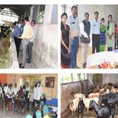 The Role of Animal Husbandry in Promoting Rural Development