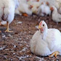Essential Animal Husbandry Practices for Successful Poultry Farming