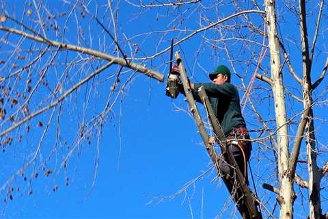 Expert Tips on Pasture Management and Emergency Tree Care