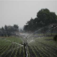 Orchid Care & Irrigation Excellence in Loudoun County