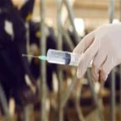 Essential Strategies for Maintaining Reproductive Health in Breeding Livestock