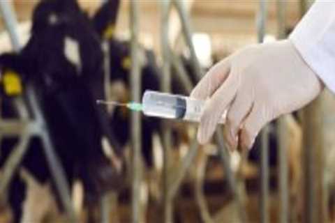 Essential Strategies for Maintaining Reproductive Health in Breeding Livestock